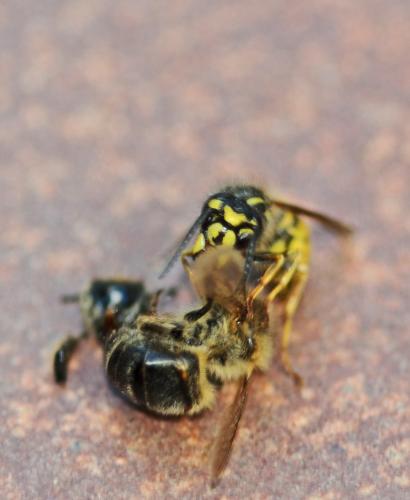 Réf. 211 664 : Vespula vulgaris